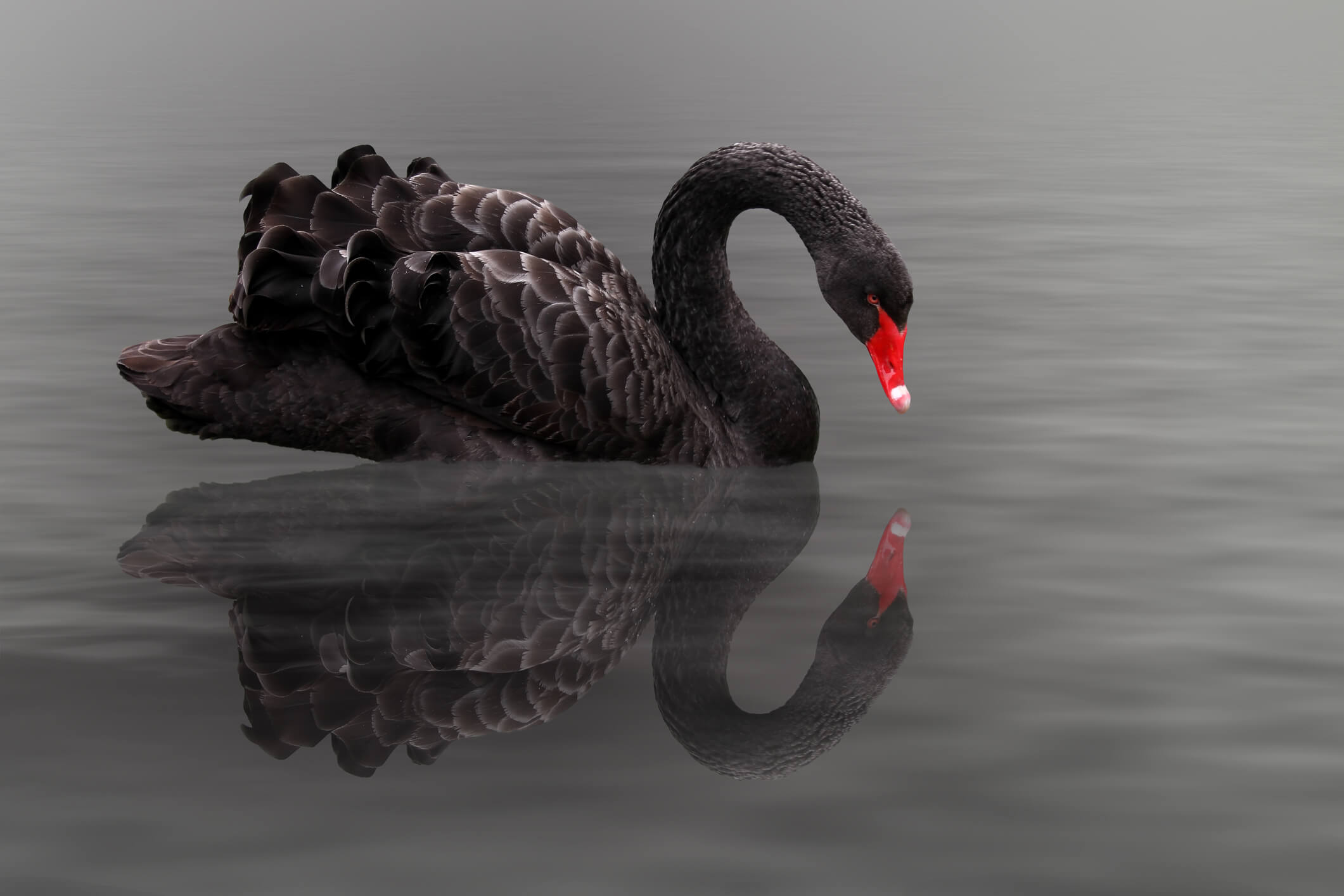 Les "Black Swans" : De quoi s'agit-il et comment les identifier?